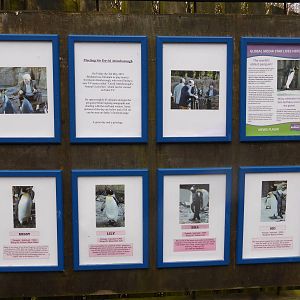 Details of the 4 female king penguins .