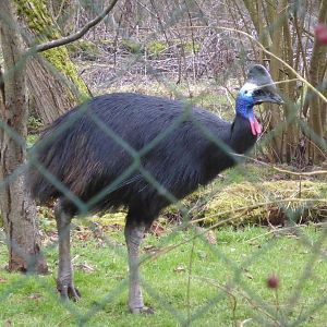 Southern cassowary