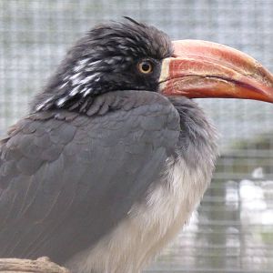 Crowned hornbill ( Tockus alboterminatus )