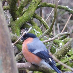 Bullfinch