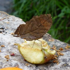 Unusual ' leaf butterfly ' . Please help with identification .