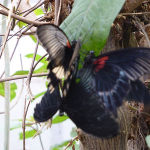 Butterfly ' threesome ' , species not identified .
