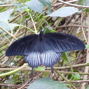 Unidentified butterfly .