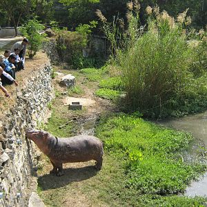 enclosure for common hippos