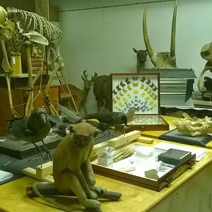 behind the scenes City of Bristol Museum