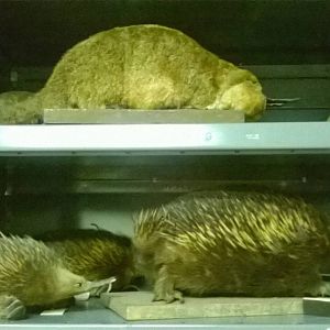 behind the scenes City of Bristol Museum