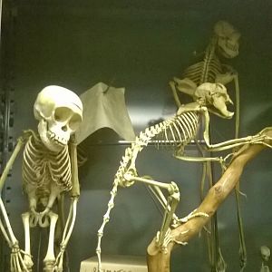 behind the scenes City of Bristol Museum