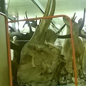 behind the scenes City of Bristol Museum