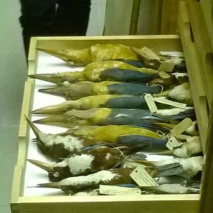 behind the scenes City of Bristol Museum