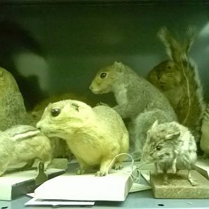 behind the scenes City of Bristol Museum