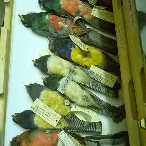 behind the scenes City of Bristol Museum