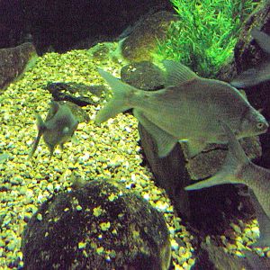 Bream (Abramis brama)
