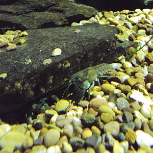 White-clawed Crayfish (Austropotamobius pallipes)