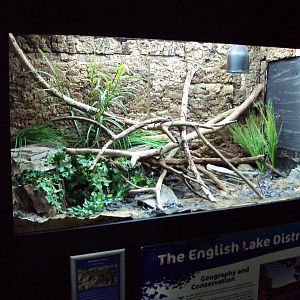 View of Ocellated Lizard exhibit