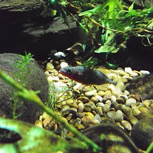 Three-spined Stickleback (Gasterosteus aculeatus)