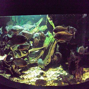 View of Red-bellied Piranha tank