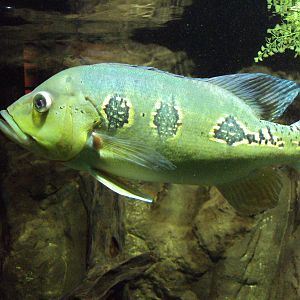 Peacock Bass