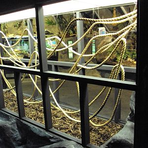 Altered Leaf-cutter Ant Exhibit