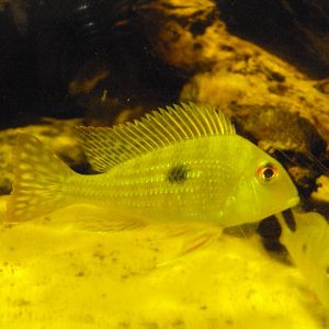 (Geophagus altifrons)