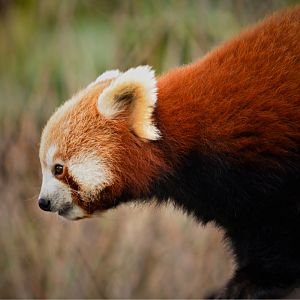 Red Panda