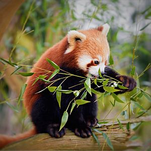 Red Panda