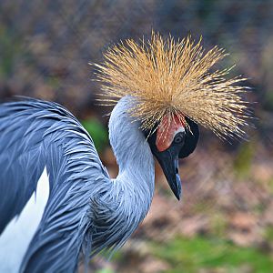 Crowned Crane