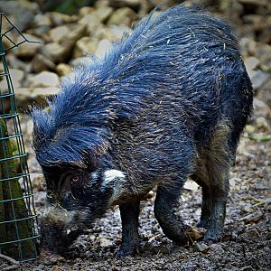 Visyan Warty Pig