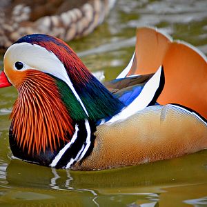 Mandarin Drake