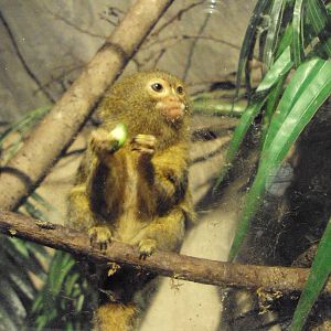 Pygmy Marmoset