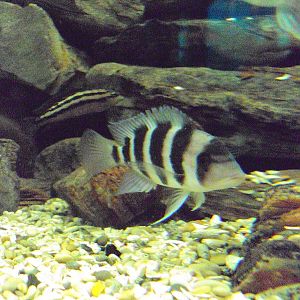 Frontosa Cichlid (Cyphotilapia frontosa)