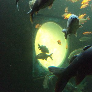 View of main tank looking towards the outside portal window