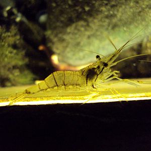 Glass Prawn (Palaemon elegans)