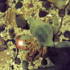 Common Hermit Crab (Pagurus bernhardus)