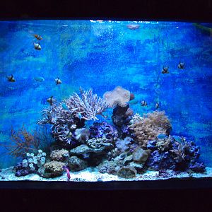 View of Coral marine tank