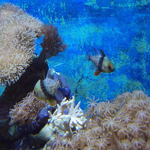 Pajama Cardinalfish (Sphaeramia nematoptera)