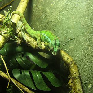 Panther Chameleon