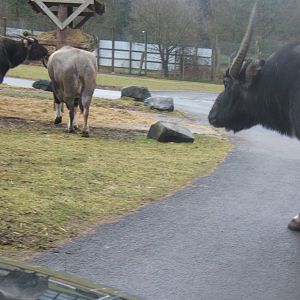 Asiatic water Buffalo crossing the road