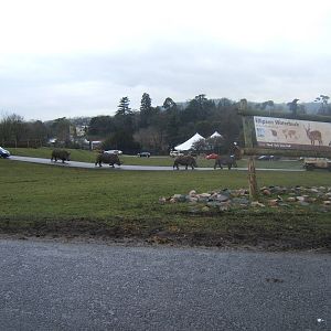 A White Rhino convoy