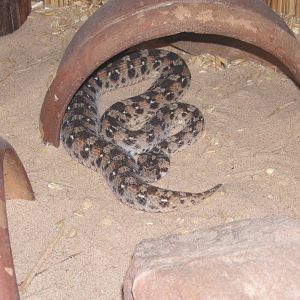 West African Carpet Viper (Echis ocellatus)