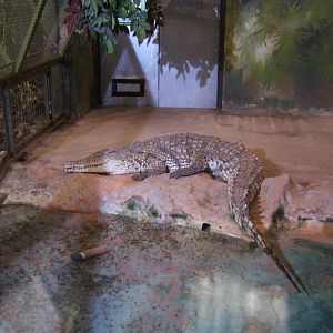 East African Nile Crocodile