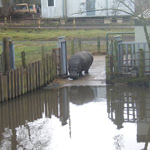 Common Hippo