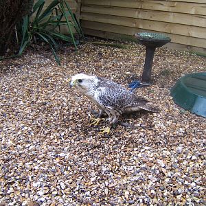 Hagley Falconry Centre