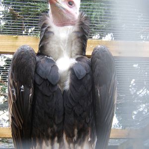 Hagley Falconry Centre