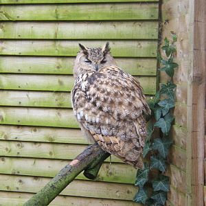 Hagley Falconry Centre