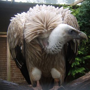 Hagley Falconry Centre