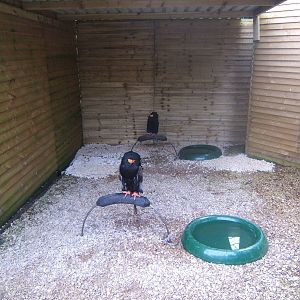 Hagley Falconry Centre