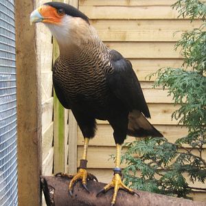 Hagley Falconry Centre