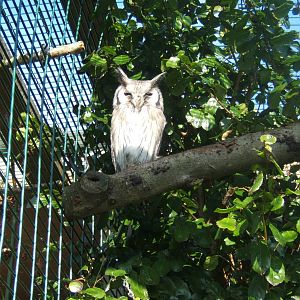 Southern White-faced Owl