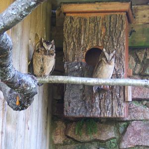 Sunda Scops Owls