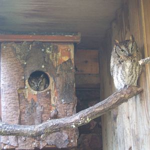 Western Screech Owl